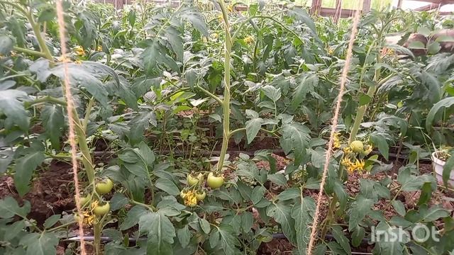 Как бороться с черной Мошкой на томатах смотреть онлайн