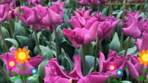 Тюльпан Кроун оф Негрита. Краткий обзор, описание характеристик tulipa Crown of Negrita
