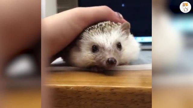 Hedgehogs - 10 Cute Facts about the Hedgehog смотреть онлайн
