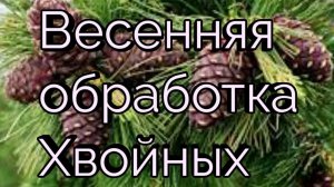 Ржавчина Хвойных. Чем обработать.