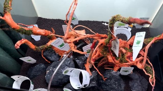 Complete Aquascaping Beginners Guide - Learn ALL The Basics! смотреть онлайн