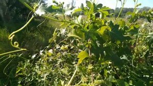 Переступень белый. Bryonia alba.