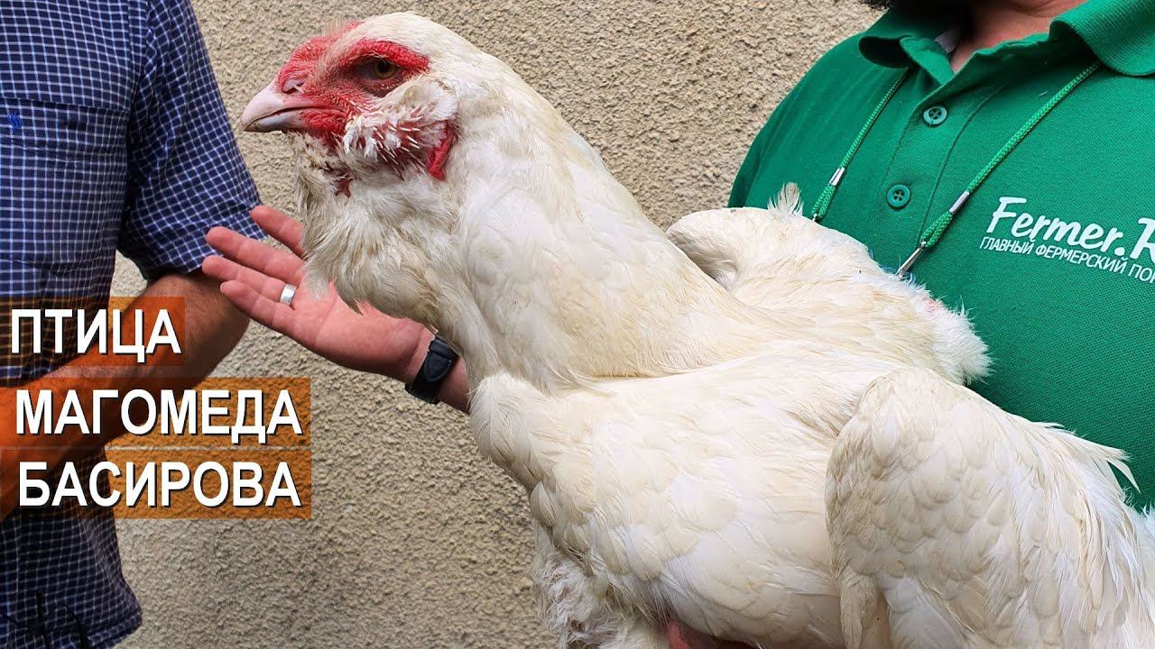 Гергебильские куры Магомеда Басирова из села Гергебиль смотреть онлайн