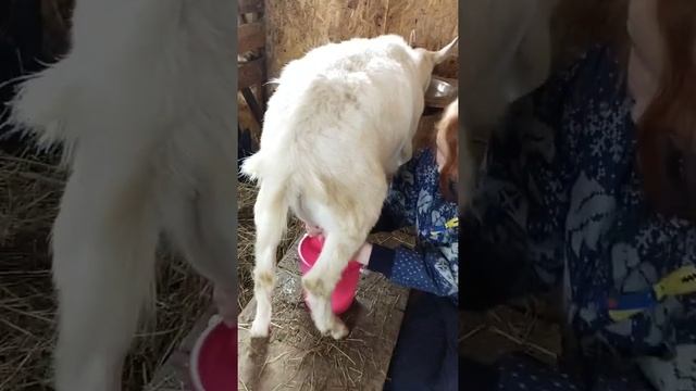 Дойка коз руками VS доильный аппарат смотреть онлайн