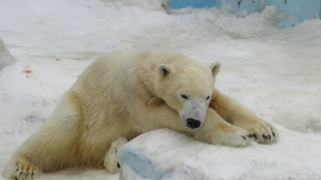 Пока Кай принимает душ, мишки выглядывают кипера 12.03.2020 смотреть онлайн