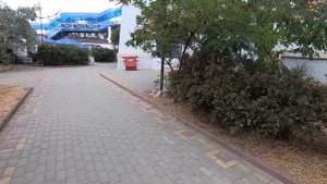 Стручки акации