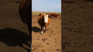 Калмыцкий скот.