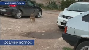 Бездомные собаки