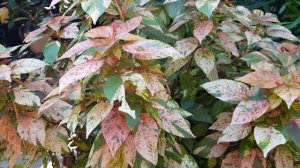 Copper leaf plant / Acalypha Wilkesiana, Care and Propagation Malayalam