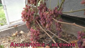 Виноград Беларуси .Лидчина . Сорт винограда Анжелика - Ксения .