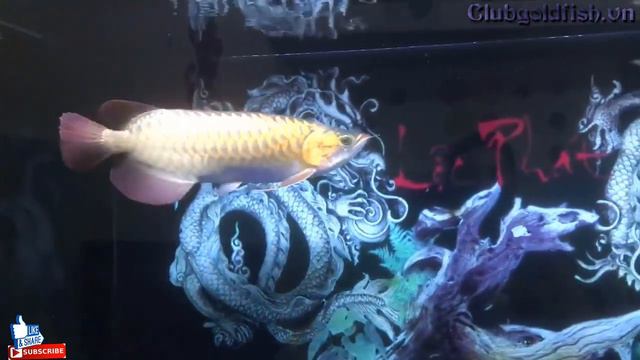 Beautiful fish but fish tank is overcast - Goldfish Club