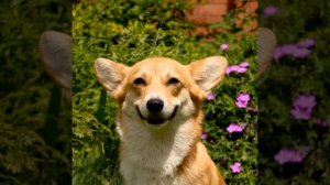 ПЕС БУДЕШЬ МАЙОНЕЗ