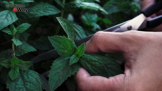 1 Кружка Перед Сном! Для Глубокого Сна и Сжигания Жира минус 9 кг смотреть онлайн