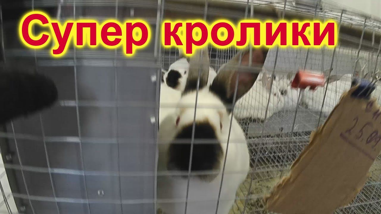 Мои Новости!!! Кролики,новое помещение  Запустил 15 крольчих