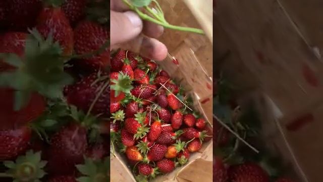 Обзор сорт МОРСКОЙ ПЕЙЗАЖ+КУПЧИХА 19 июня 2021 г. смотреть онлайн