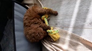 красный той-пудель