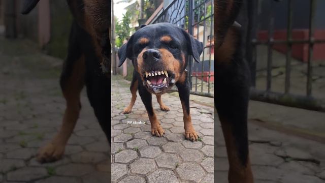 dog sound || barking #viral #angrydog #dog #angrypuppy #cutepet #pets #angry #cutepuppy #doglover