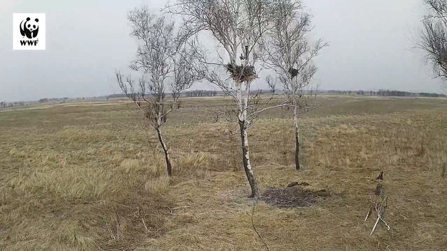 Аисты пережили апрельский снегопад смотреть онлайн