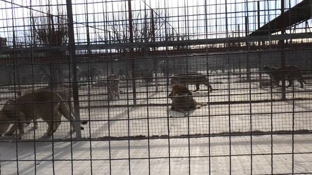 Миледи, как на коньках))) Тиграм много досталось! Milady, as on skates))) The tigers got a lot! смотреть онлайн