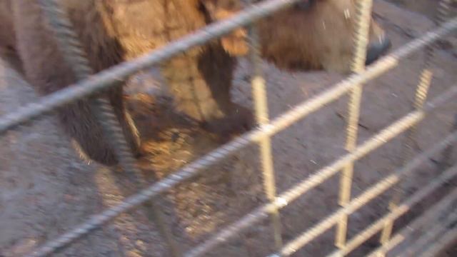 Носик и Хвостик смотреть онлайн