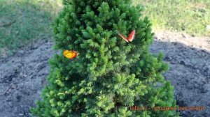 Ель канадская Коника Децембр (picea conica) ? обзор: как сажать, саженцы ели Коника Децембр