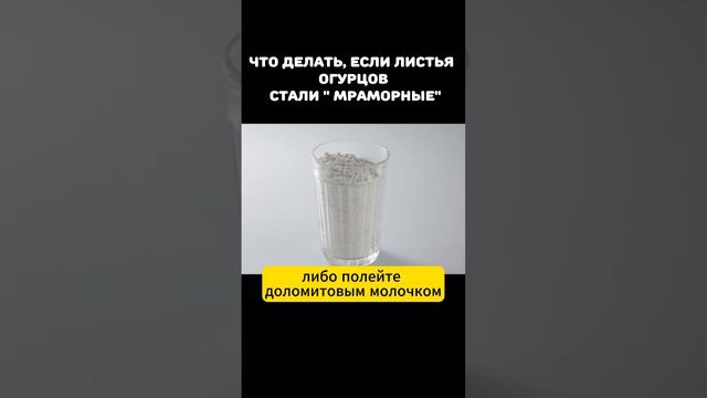 ЧТО ДЕЛАТЬ, ЕСЛИ ЛИСТЬЯ ОГУРЦОВ СТАЛИ " МРАМОРНЫЕ"