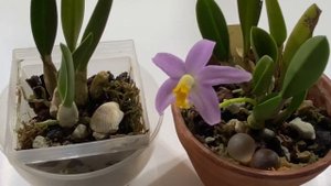 Орхидея. laelia lucasiana . Обзор цветения