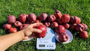 Яблоня Супер Чіф Сандідж /Apple Super Chief Sandidge