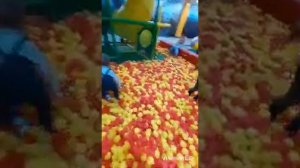акуленок туруруру