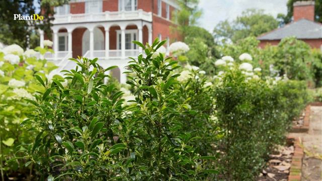 10 Foundation Plants that Will Fit In Any Garden! 🌿 // PlantDo Home & Garden смотреть онлайн