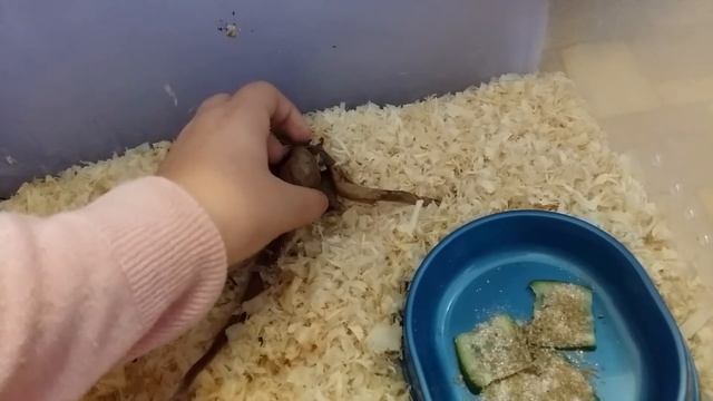 Как уговорить родителей завести улиток?/ Как дела у уль?/ Мои ули