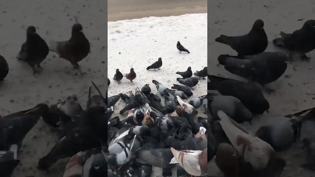 Сказки из жизни. Приют. Сибирь. Рождество. Помощь животным89135440512.Подпишись! смотреть онлайн