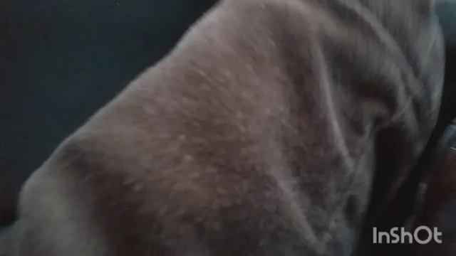 Осталась в школе на всю неделю. Впечатления младшей дочери смотреть онлайн