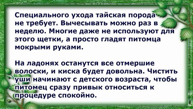 Уход за Тайской кошкой, Породы кошек смотреть онлайн