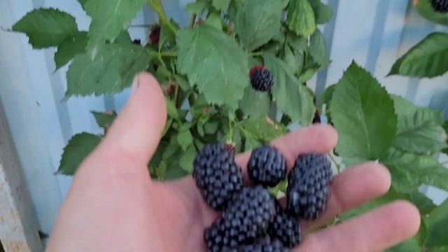 Ежевика Натчез, соотношение размер и вкус!