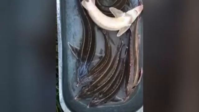 Про стерлядь