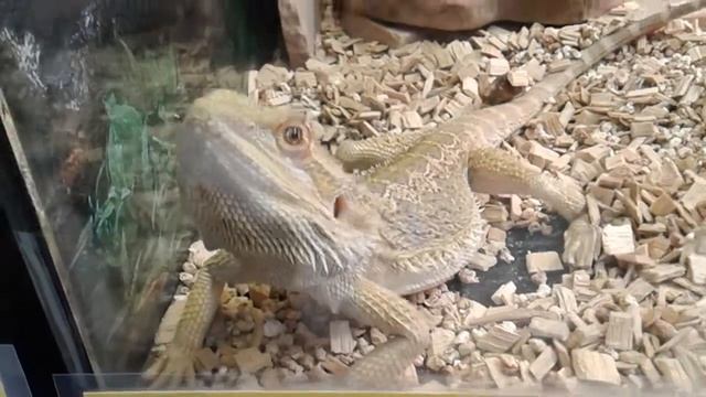 С нами здоровается агама бородатая - эдакая большая желтая ящерица смотреть онлайн