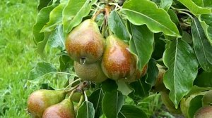 Pyrus communis Gieser Wildeman