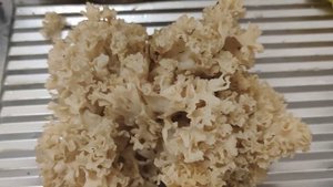 Гриб Заячья капуста