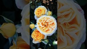 Роза Кэндллайт