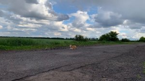 Бигли. Охотничьи собаки. Гончие. Игра биглей