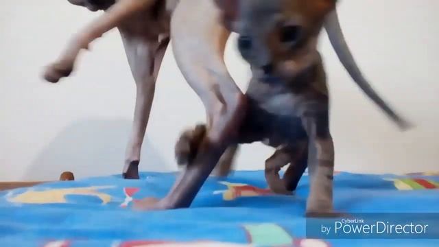 Сфинксов дом смотреть онлайн