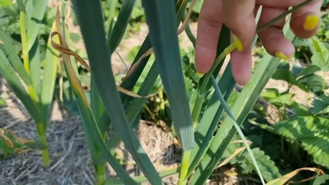 Как правильно срывать стрелку у чеснока и когда. Как её можно использовать. смотреть онлайн
