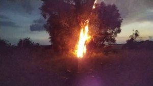 Горит дерево после удара молнии. Burning tree after being struck by lightning.