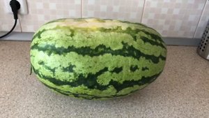 ? Обзор на арбуз ? " Оранж Глоу" США / Watermelon "Orangeglo" USA