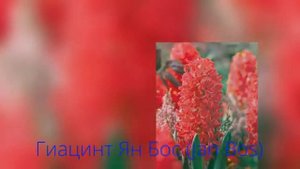 Гиацинт Jan Bos (Ян Бос)