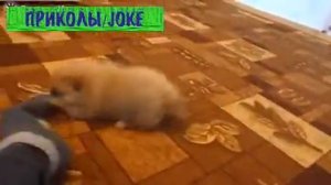 Собачонка играет с носком /  Feist playing with the toe