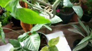 Syngonium (Arrow Head) Plant Care and Propagation | Hindi | सिंगोनियम के बारे में संपूर्ण जानकारी