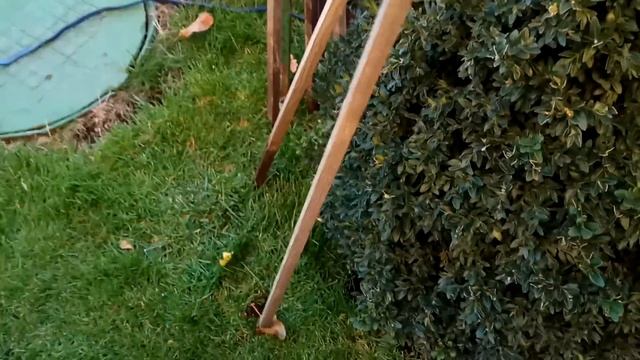 Готовим самшит к зиме, изготовление , установка, сборка каркаса. (часть1). смотреть онлайн