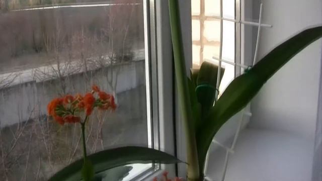 ГИППЕАСТРУМ от РОМАННЫ (ЖДАЛИ 4 ЦВЕТКА, А ОН РАСПУСТИЛ 3) (Hippeastrum) смотреть онлайн